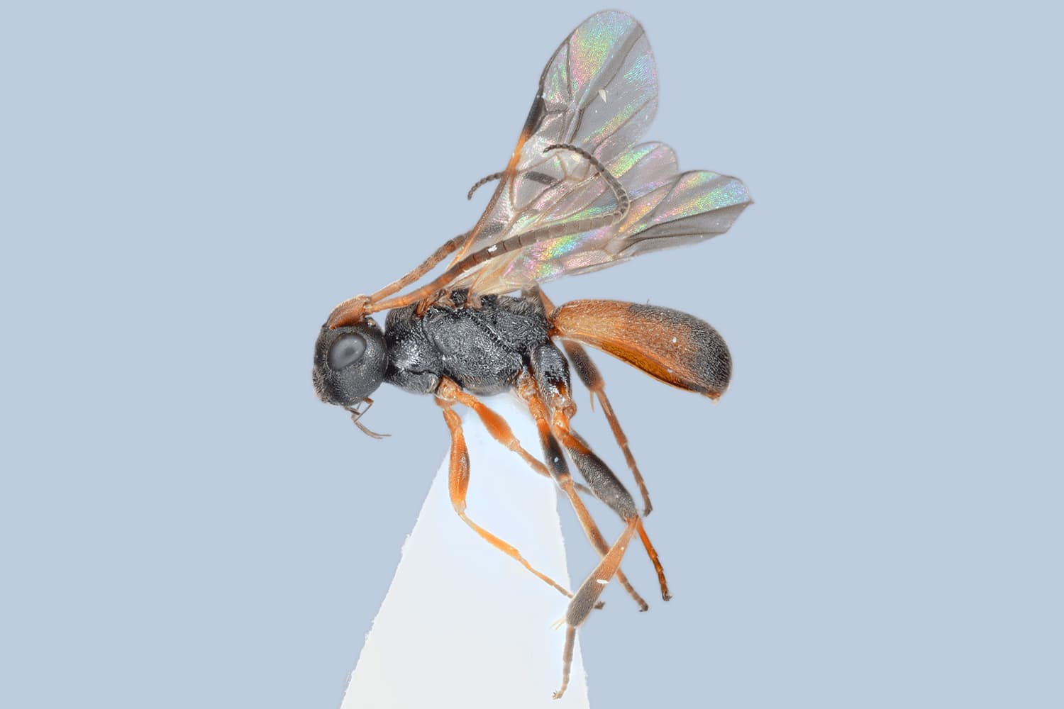 Ascogaster abdominator