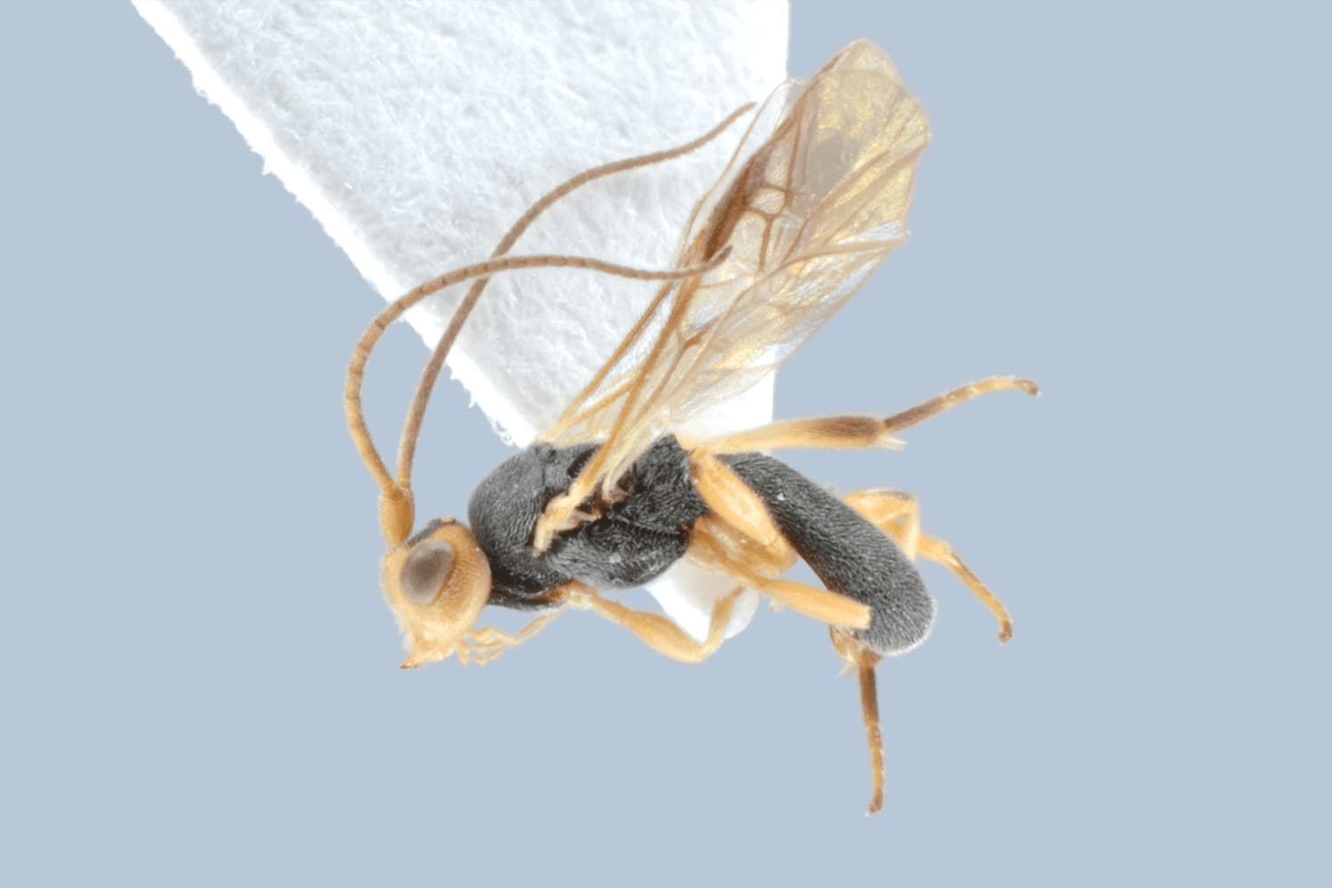 Ascogaster klugii
