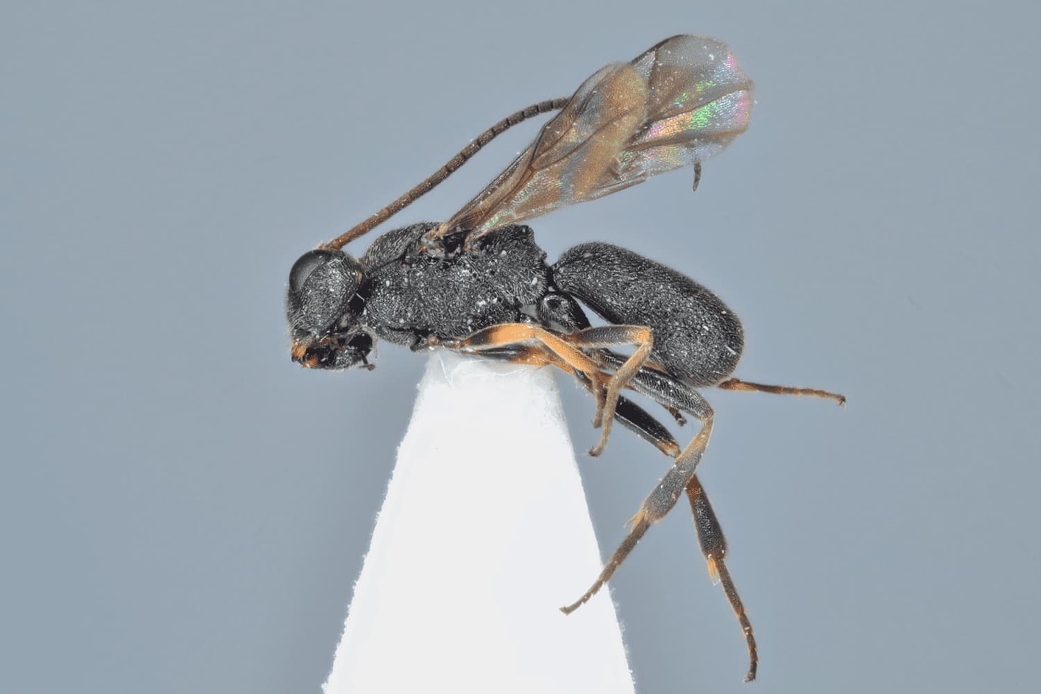 Ascogaster quadridentata