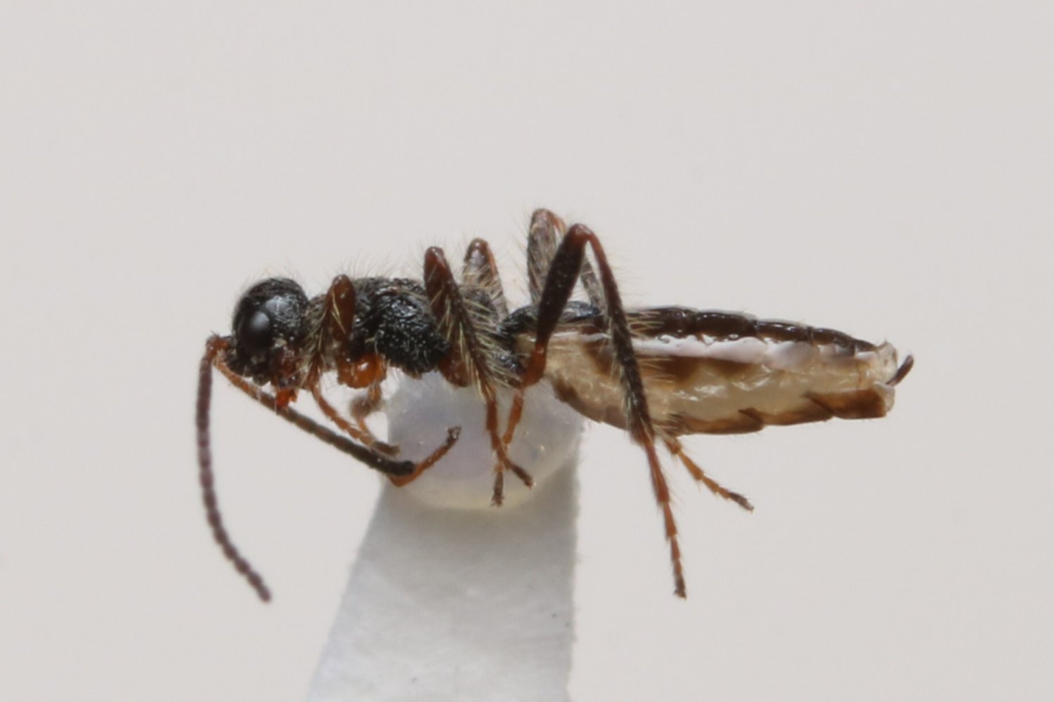 Lodbrokia mariae