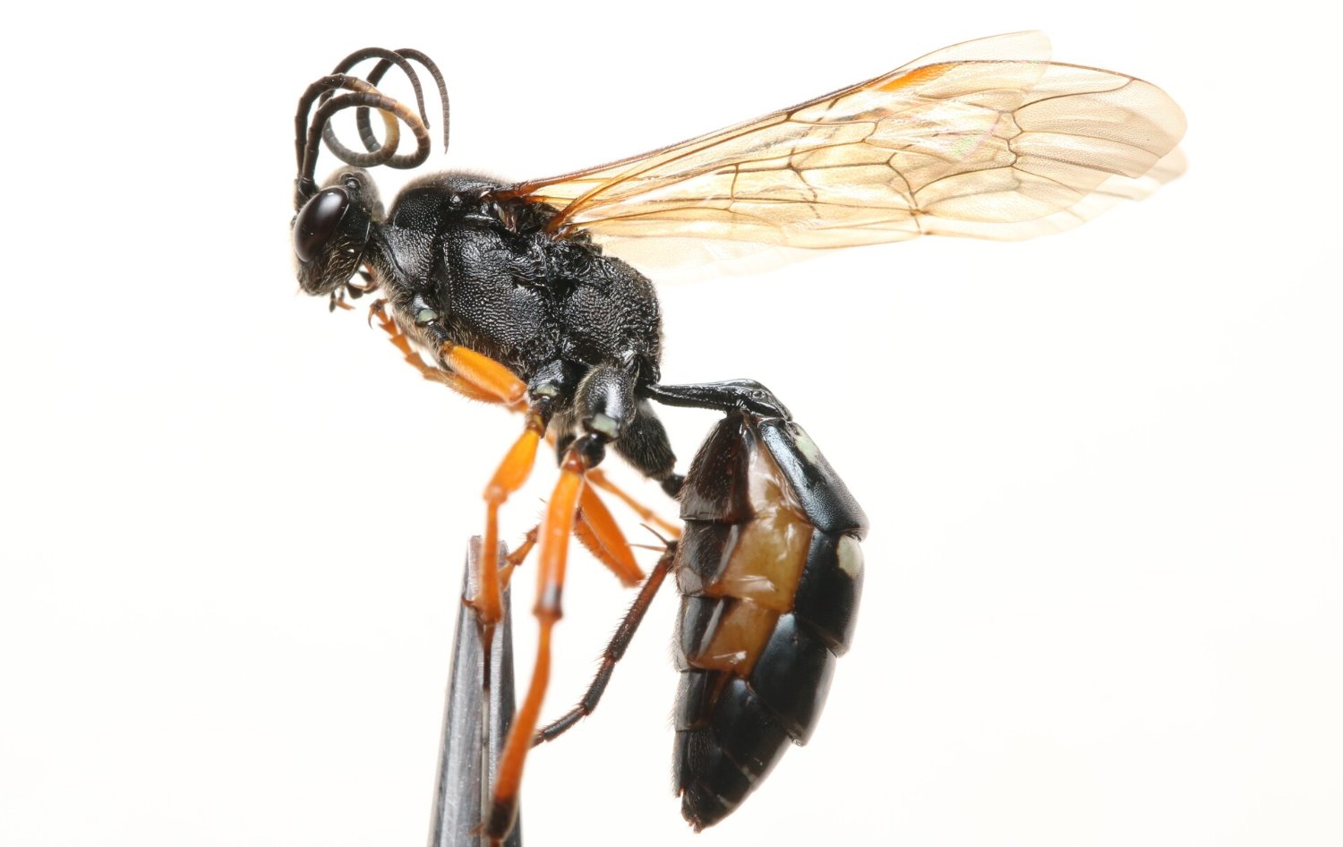 Diphyus quadripunctorius