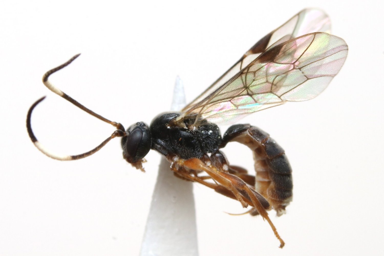 Ctenochira grossa
