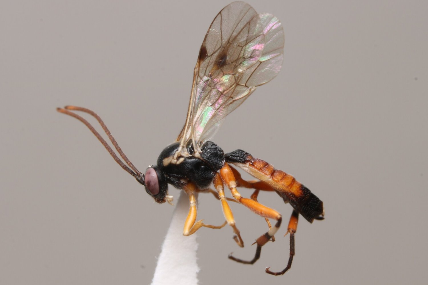 Diplazon laetatorius