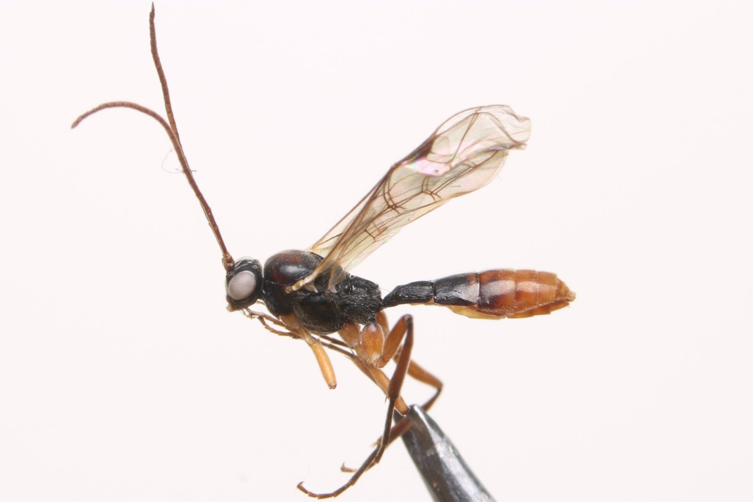 Hemiphanes sp.