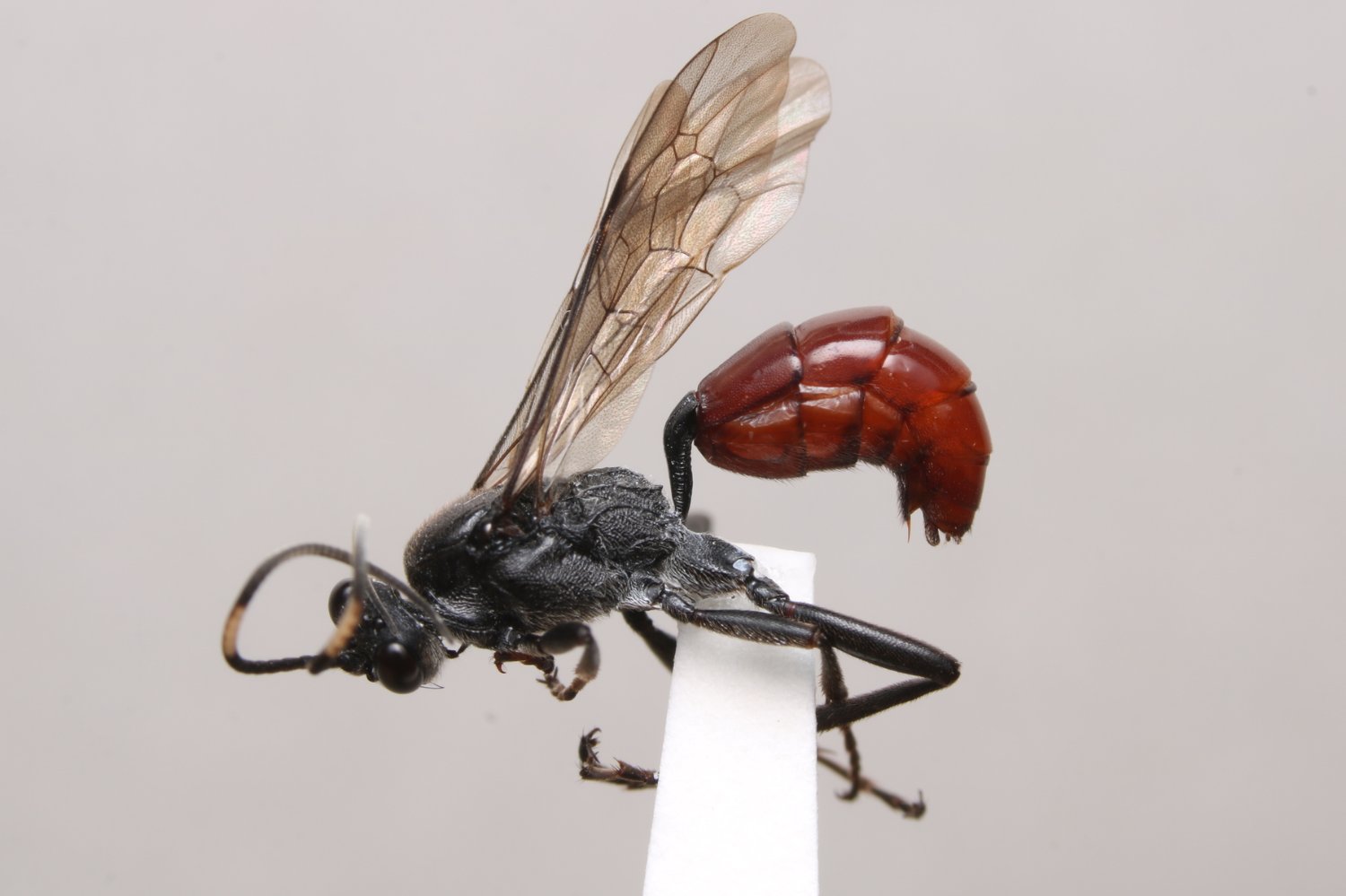 Diphyus castanopyga