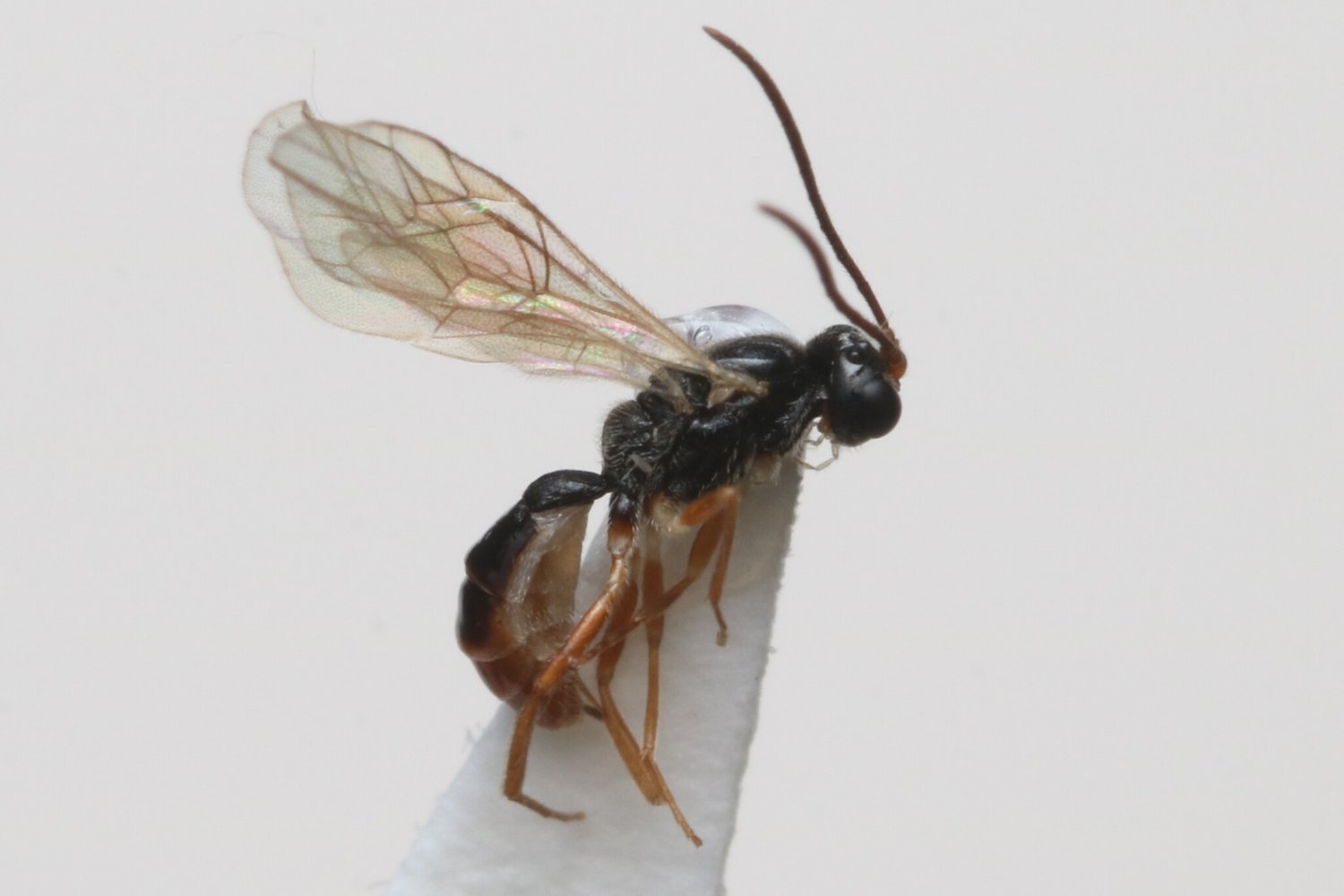 Adelognathus difformis