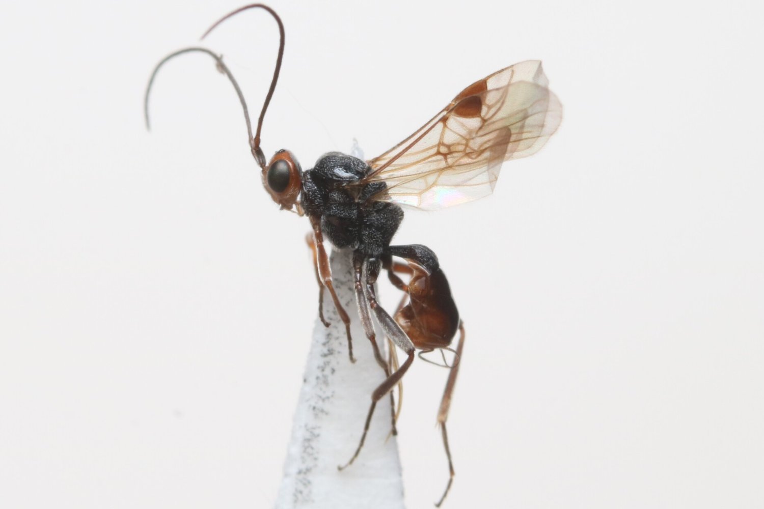 Dinocampus coccinellae