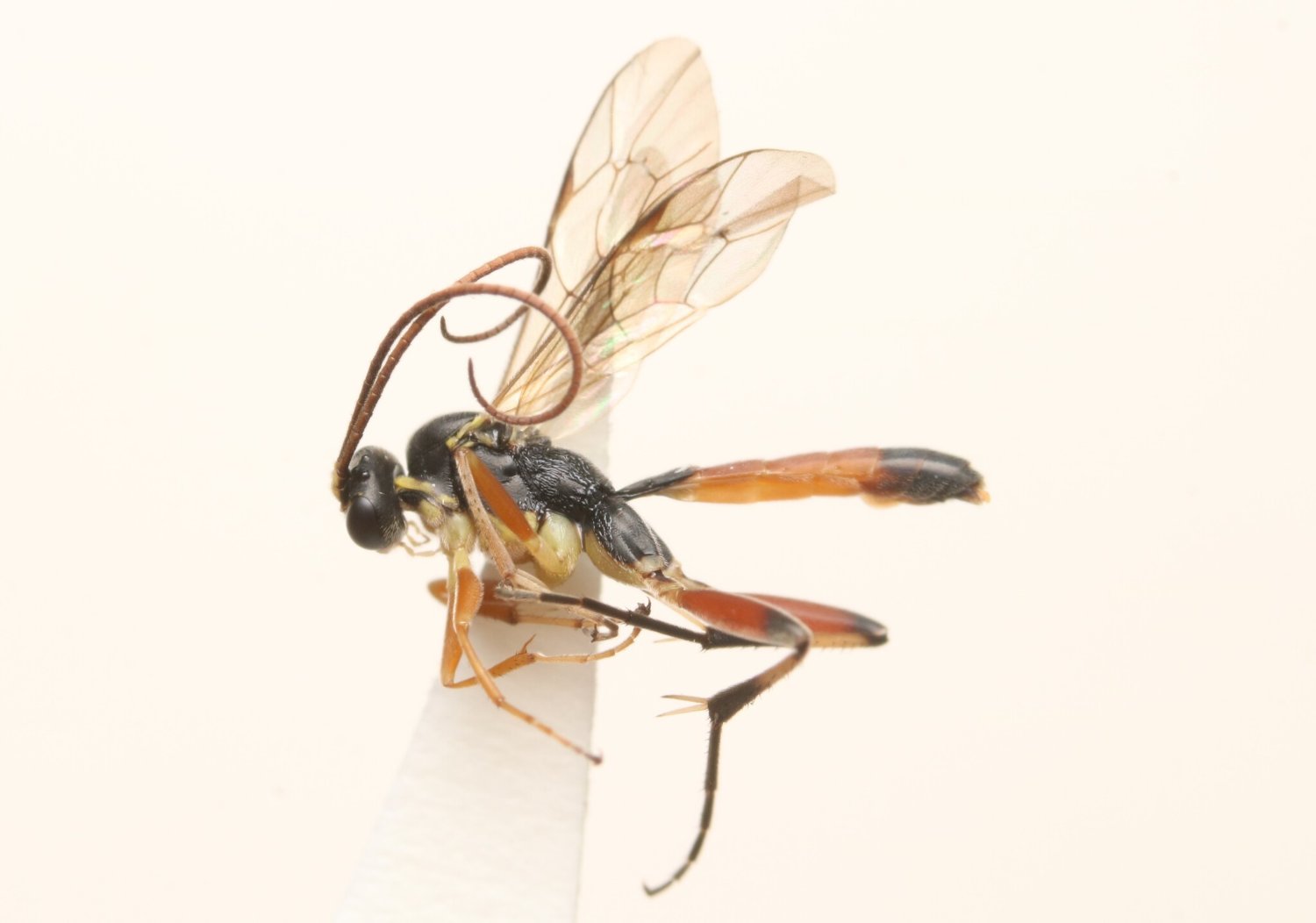 Barytarbes flavoscutellatus