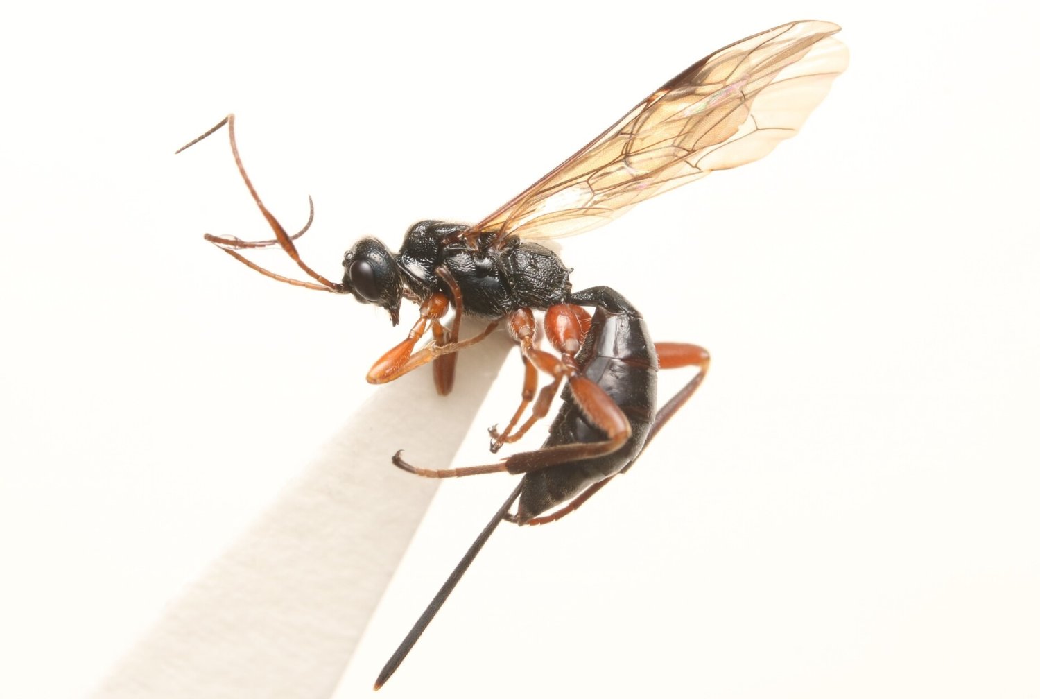 Ischnoceros rusticus