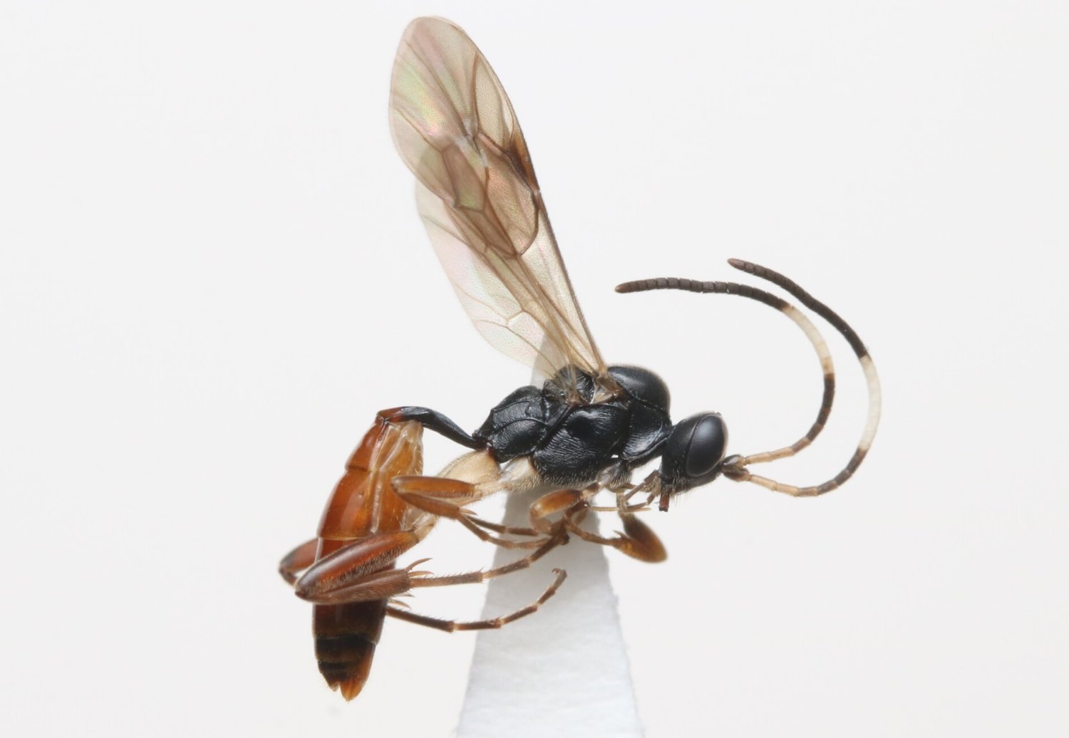 Oxytorus luridator