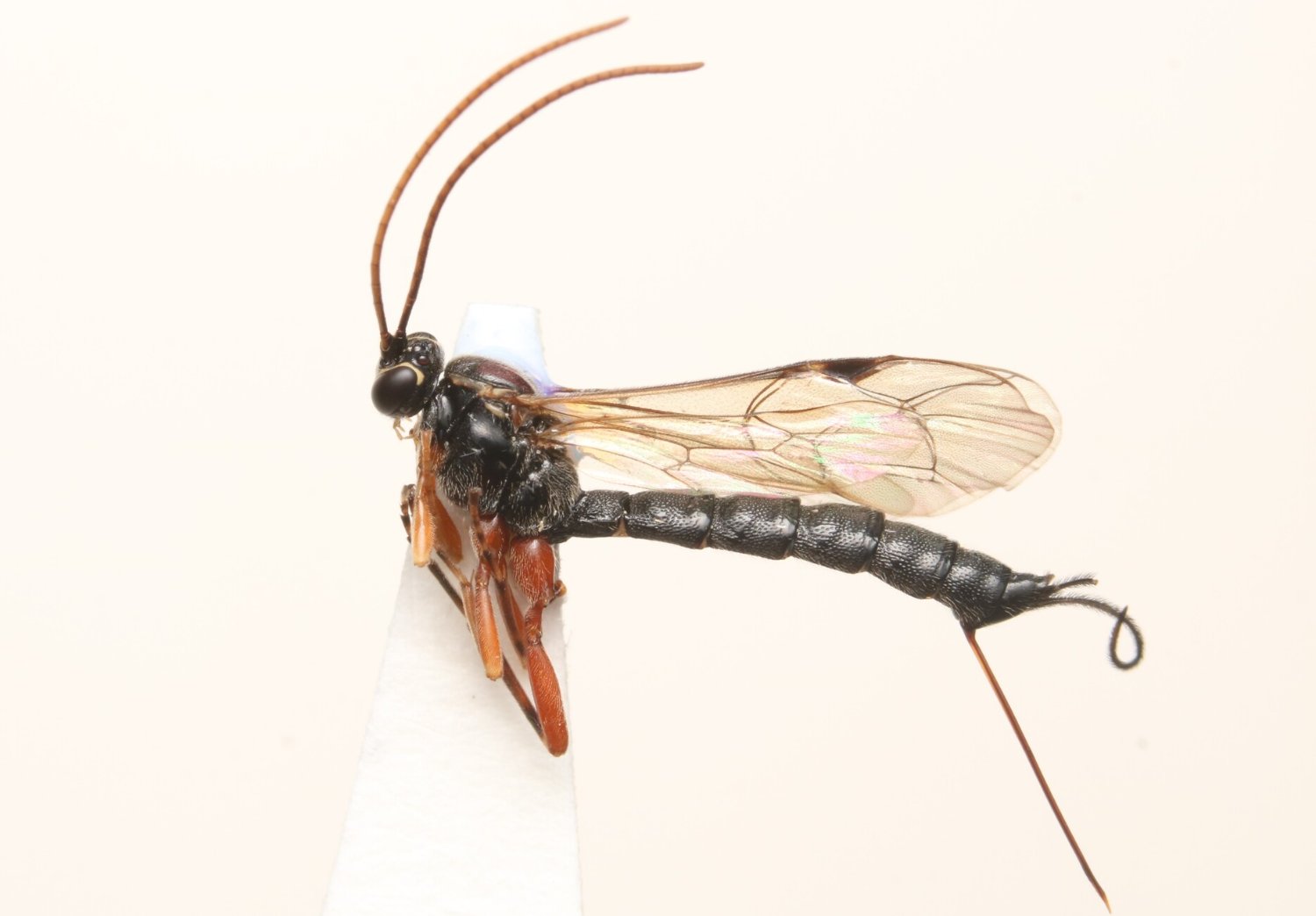 Tromatobia ornata