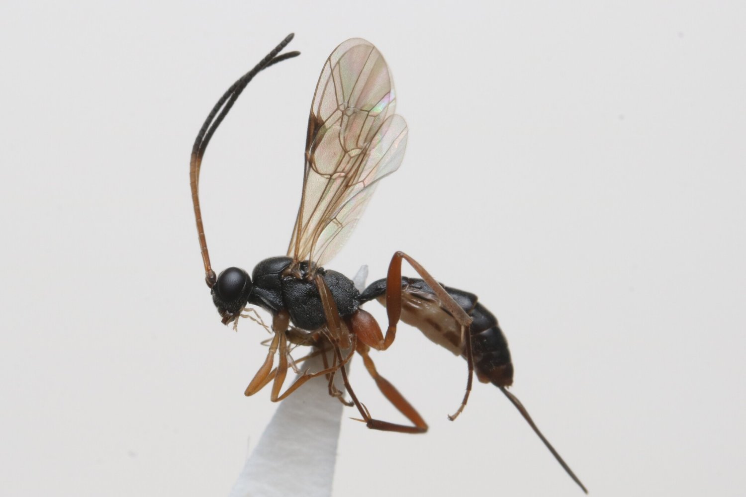 Lissonota antennalis