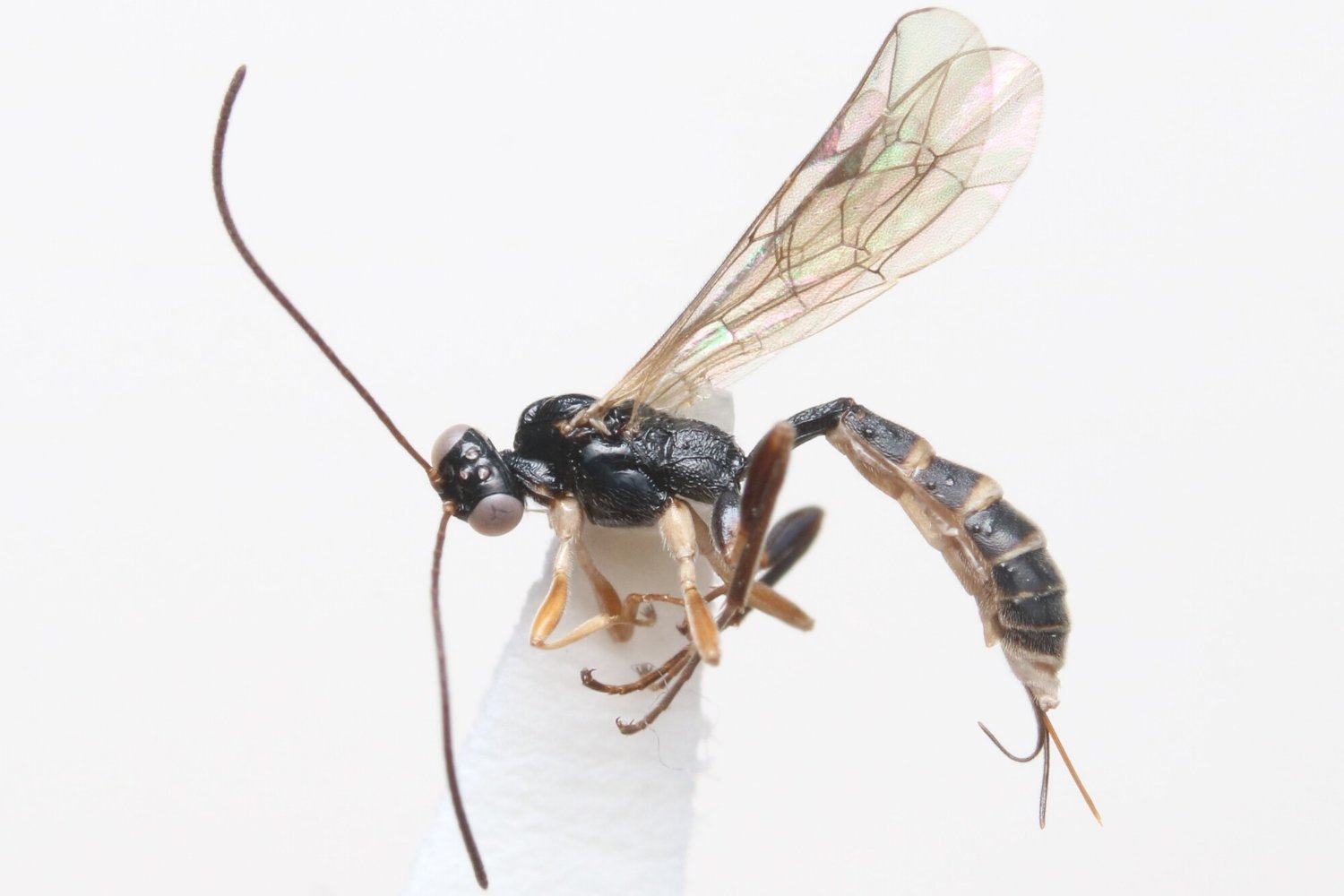 Diacritus aciculatus