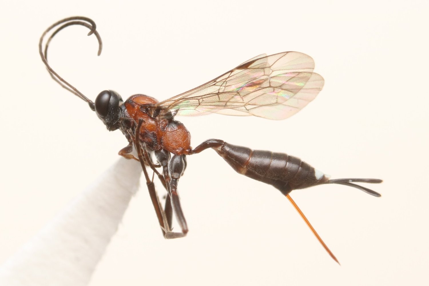 Hoplocryptus bellosus