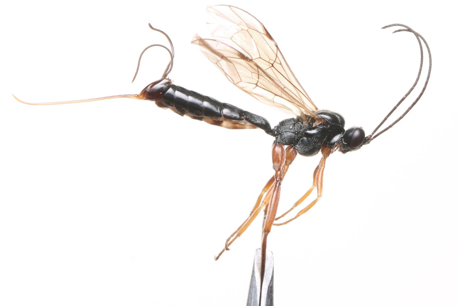 Cylloceria caligata