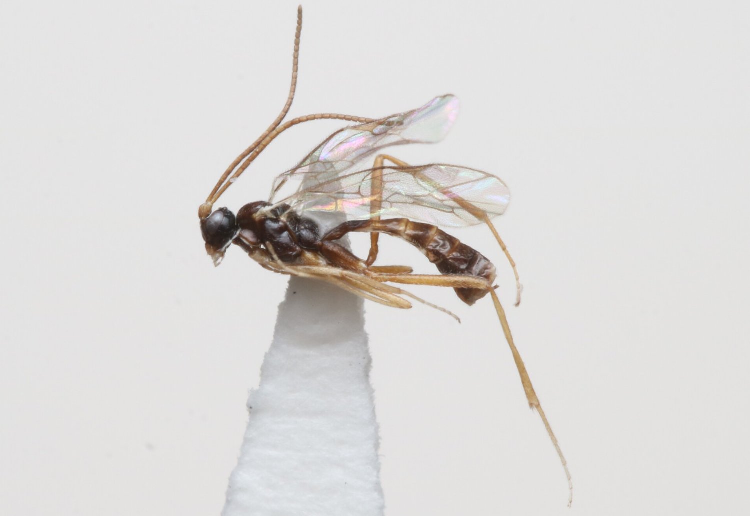 Helictes sp.