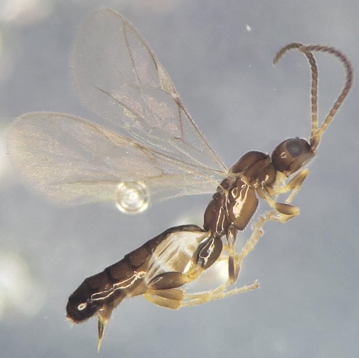 Neurateles compressus
