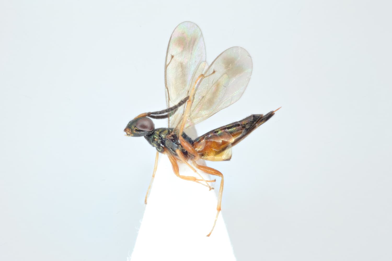 Plutothrix bicolorata