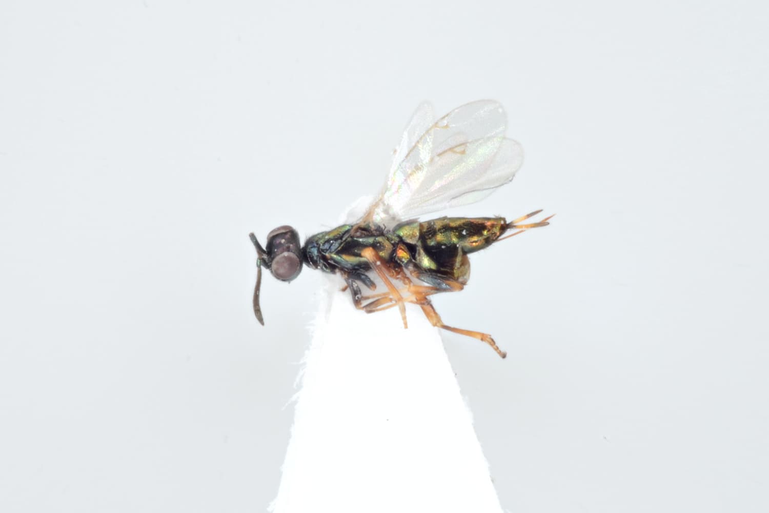 Eupelmus kiefferi