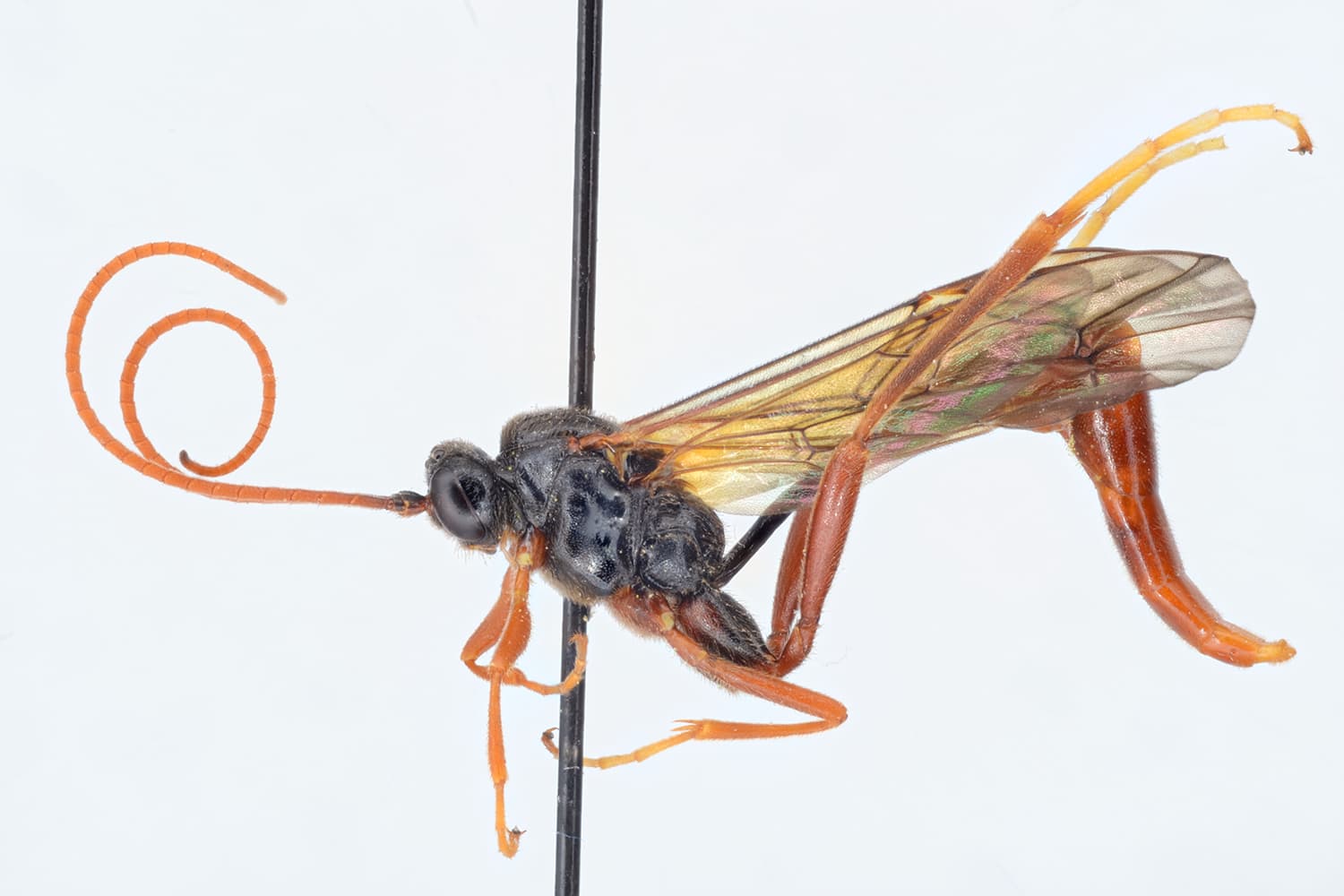 Homaspis rufina
