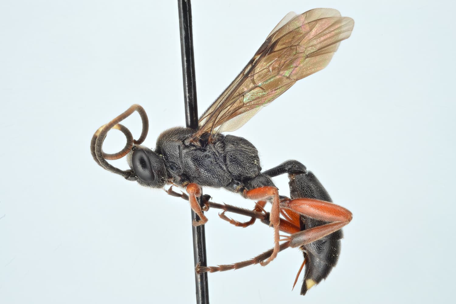 Virgichneumon digrammus