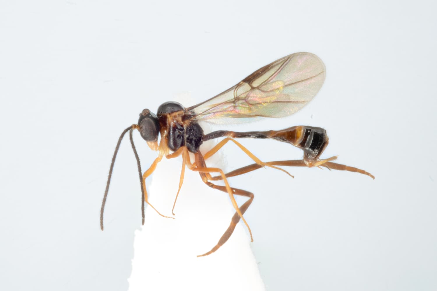Hybrizon buccatus