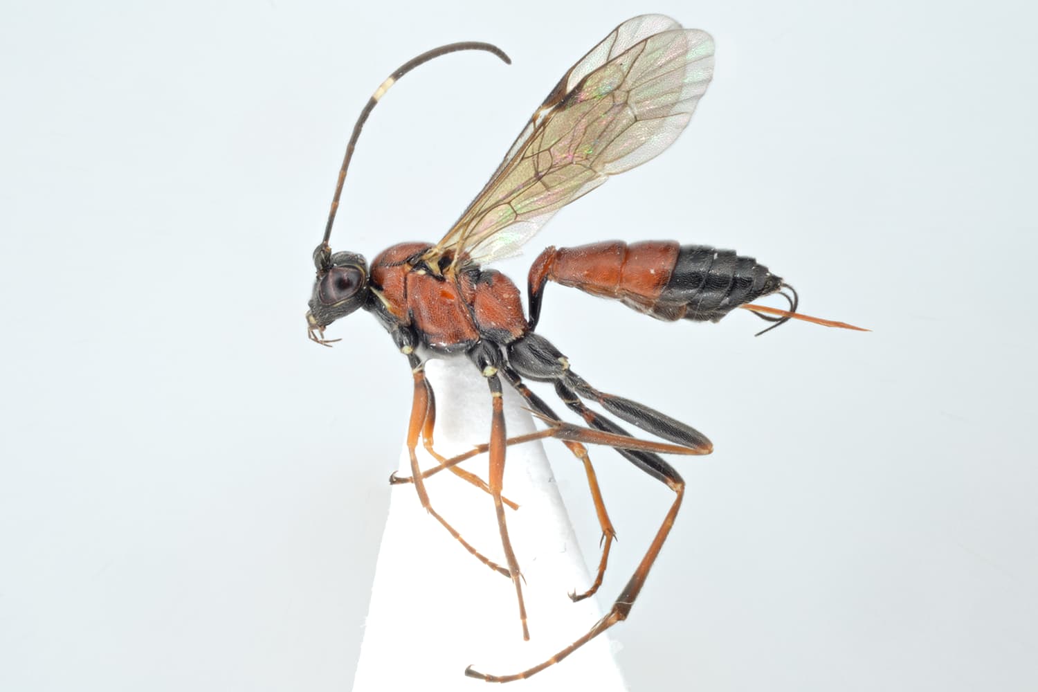 Ischnus agitator