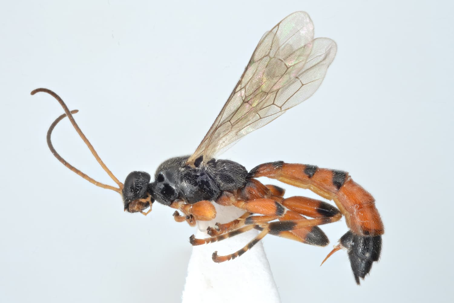 Schizopyga circulator
