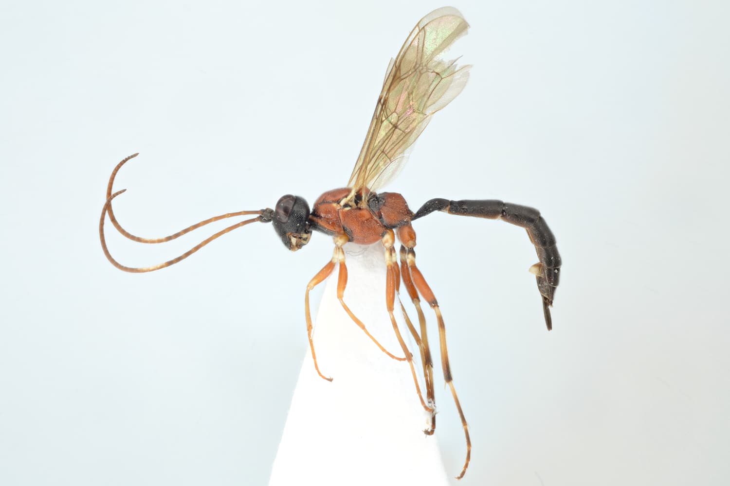Heterischnus truncator