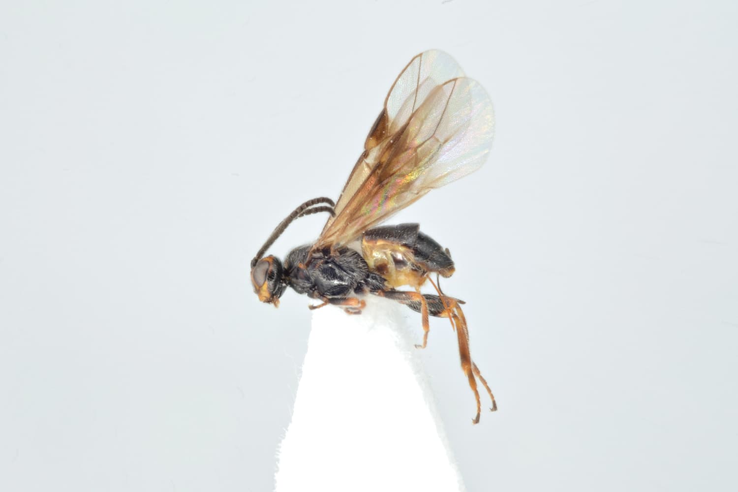 Habrobracon sp.