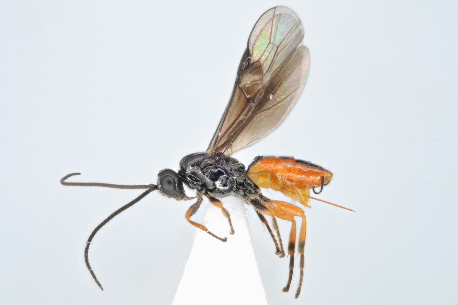 Bracon terebella