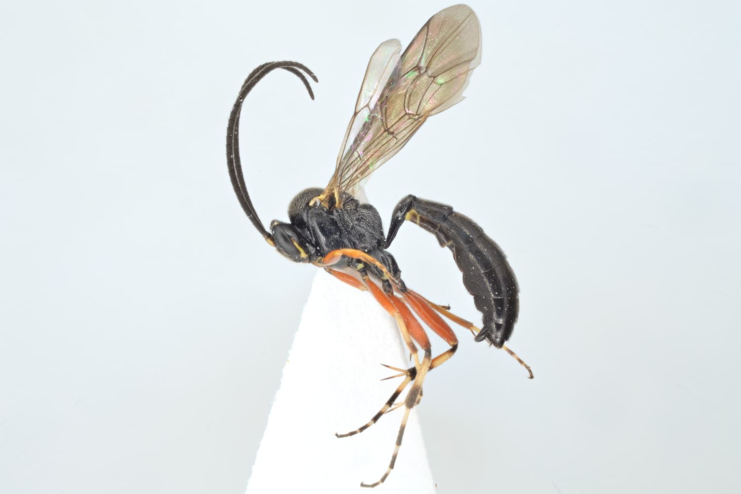 Alcima orbitale