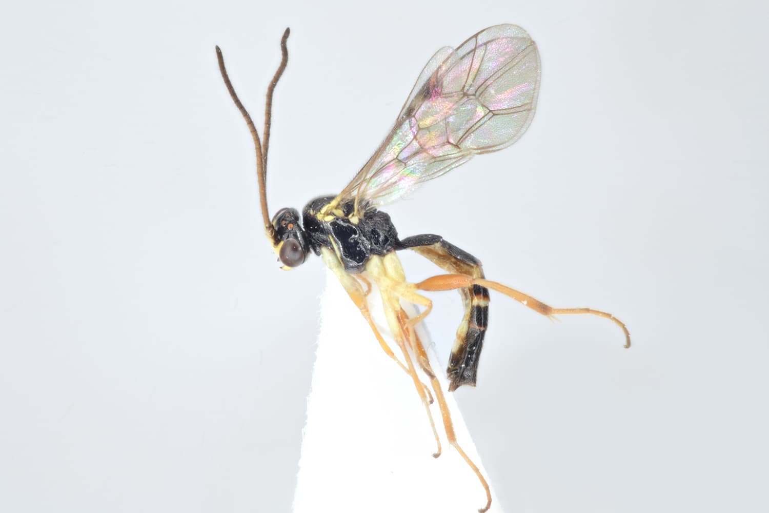 Sussaba cognata