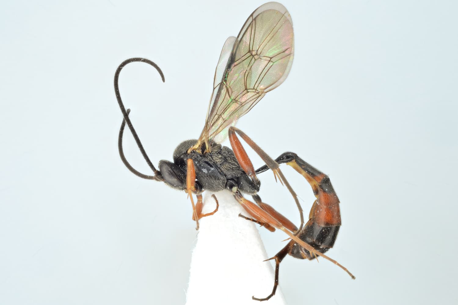 Casinaria mesozosta