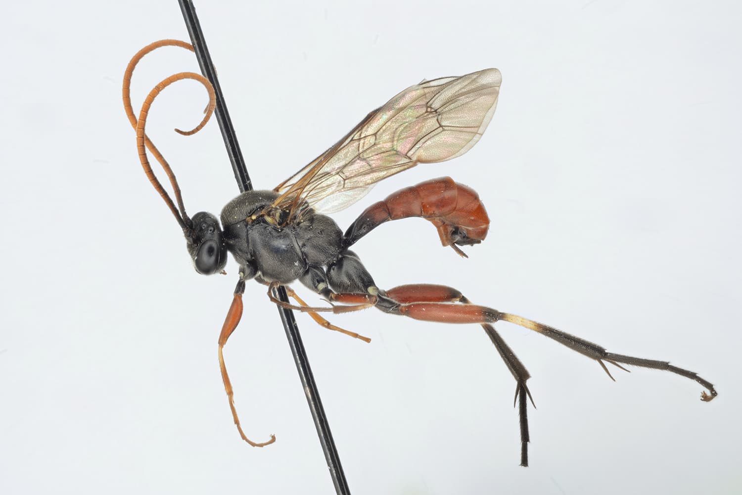 Lamachus transiens