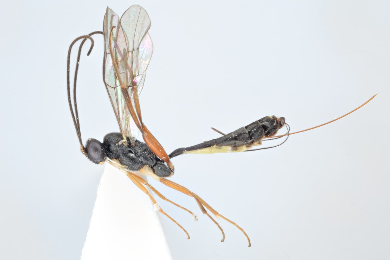 Leptocampoplex punctulatus