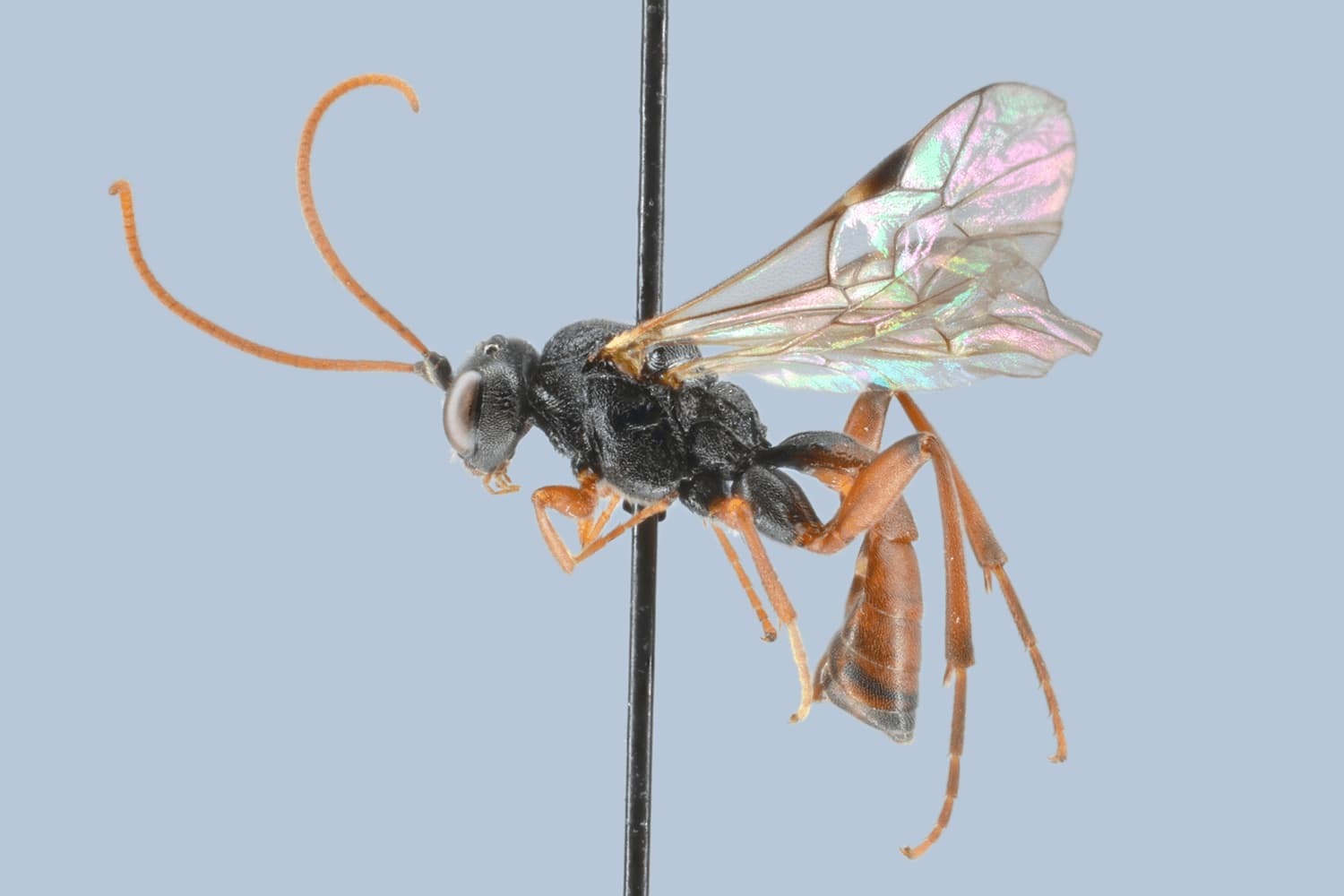 Trematopygus sp.