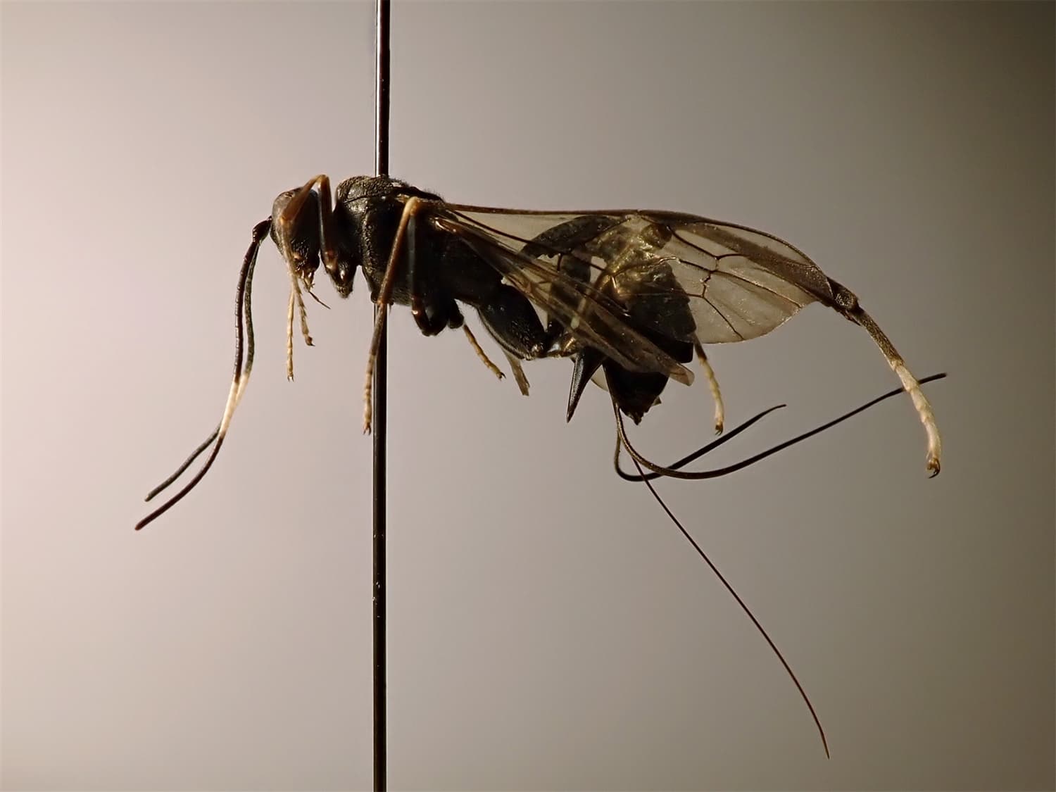 Arotes albicinctus