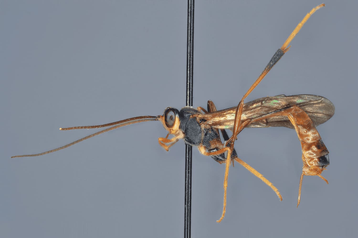 Aphanistes bellicosus