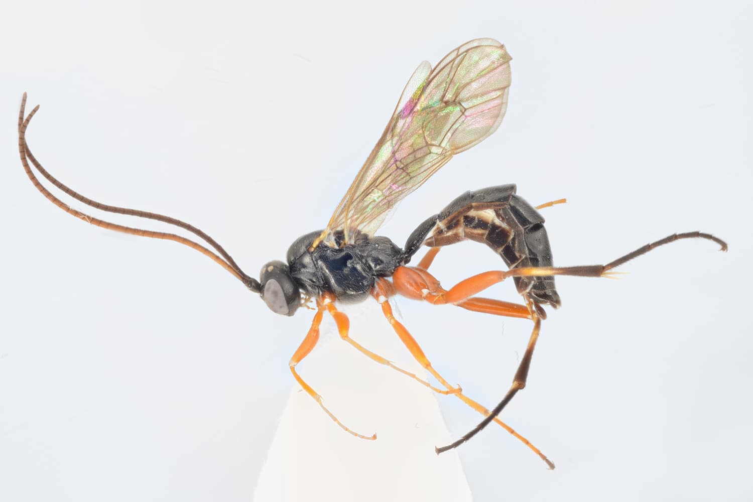 Otlophorus sp.