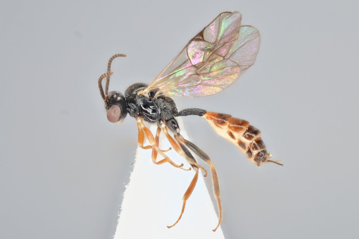 Orthopelma sp. 1