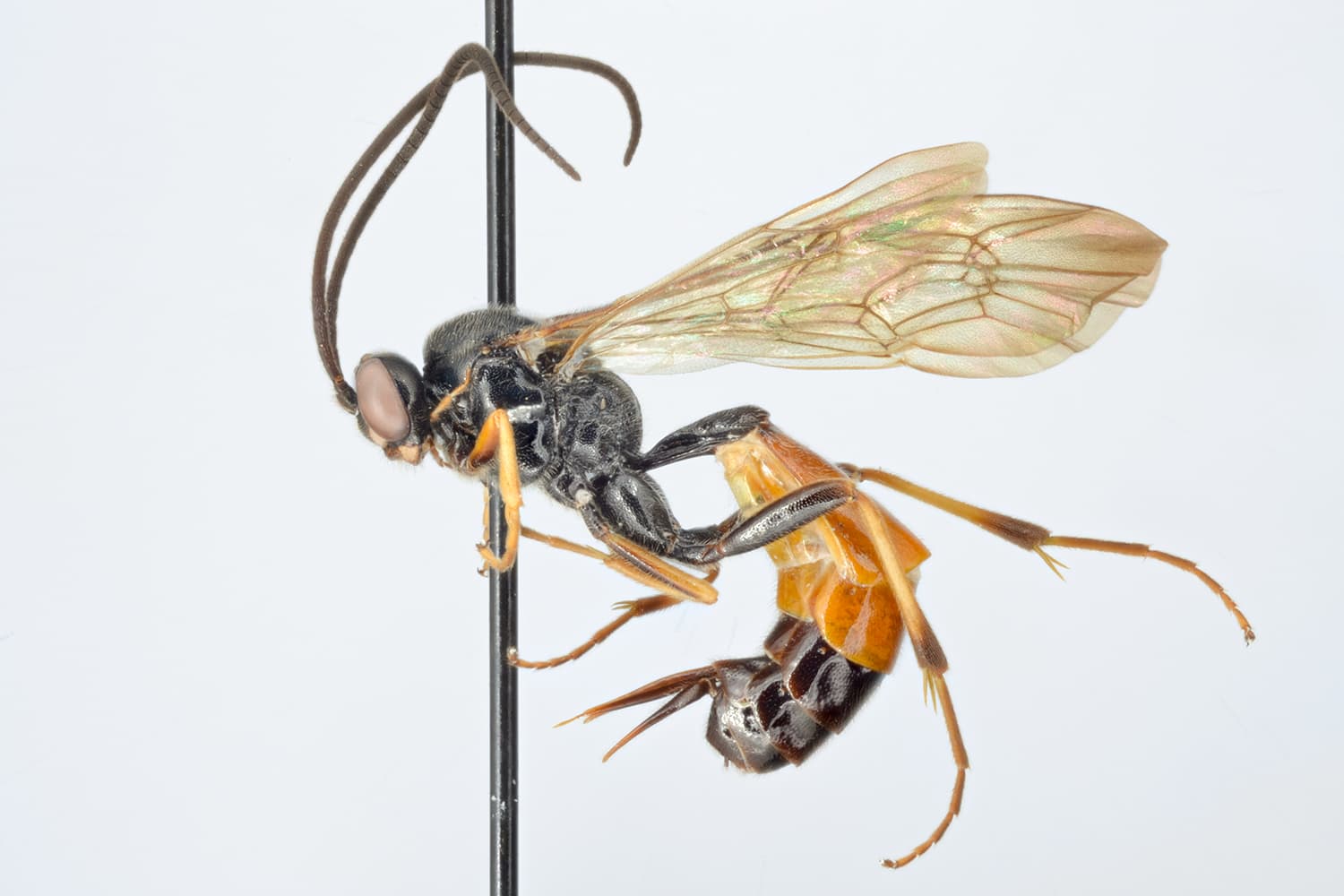 Ctenopelma luciferum