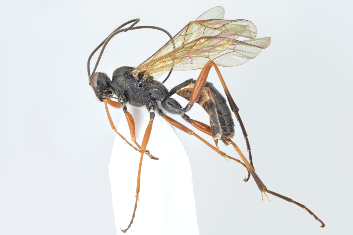Lagarotis sp.