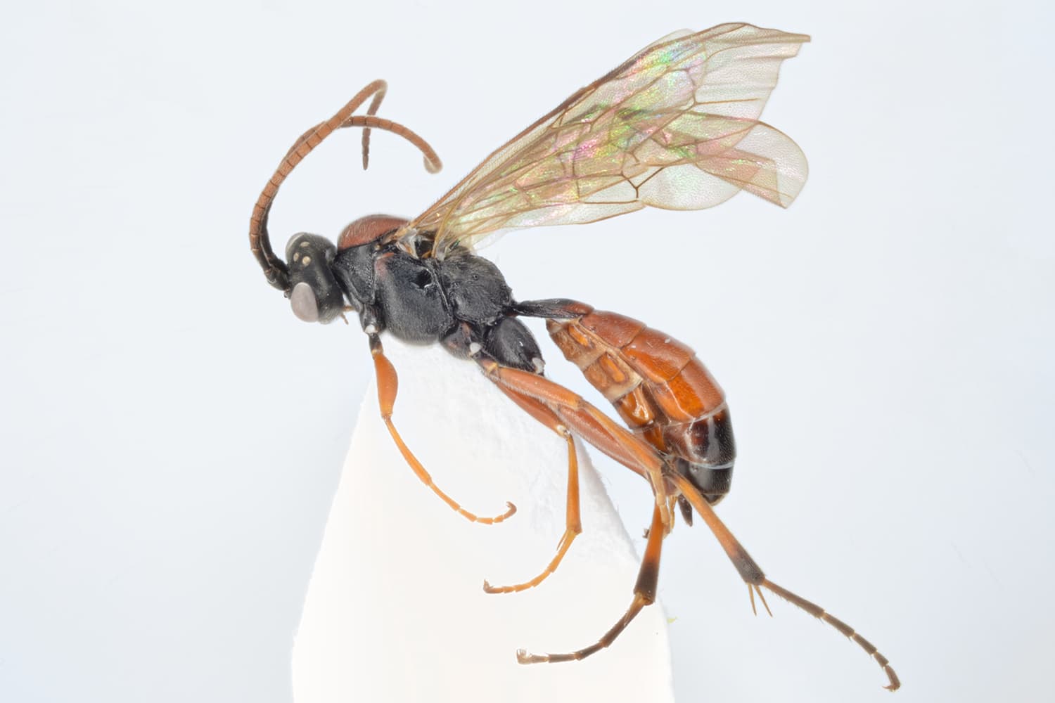 Neostroblia ruficollis