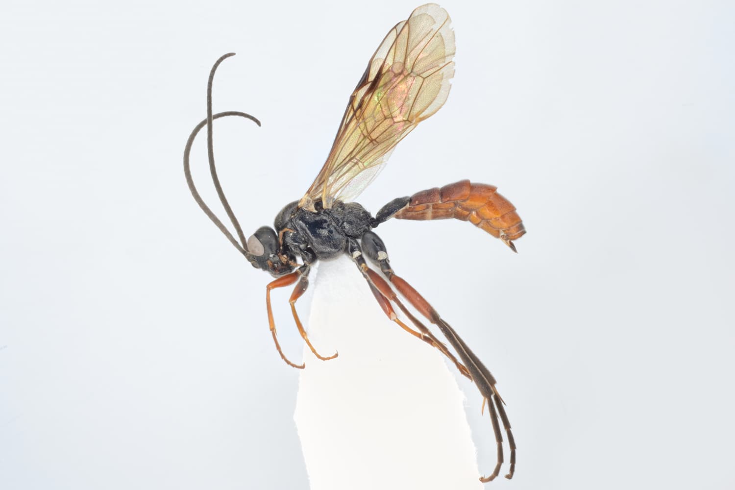 Rhinotorus longicornis