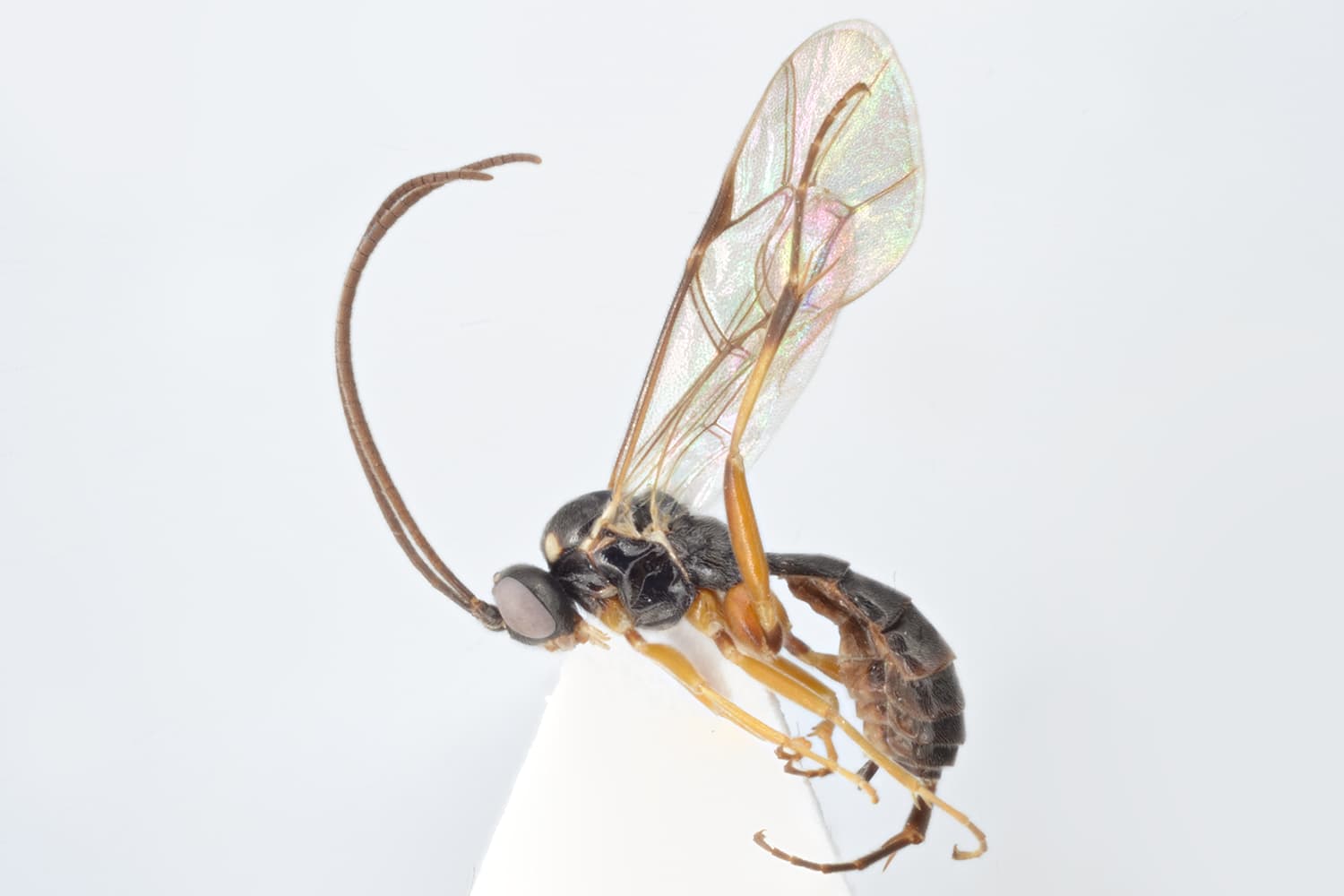 Campodorus nematicida