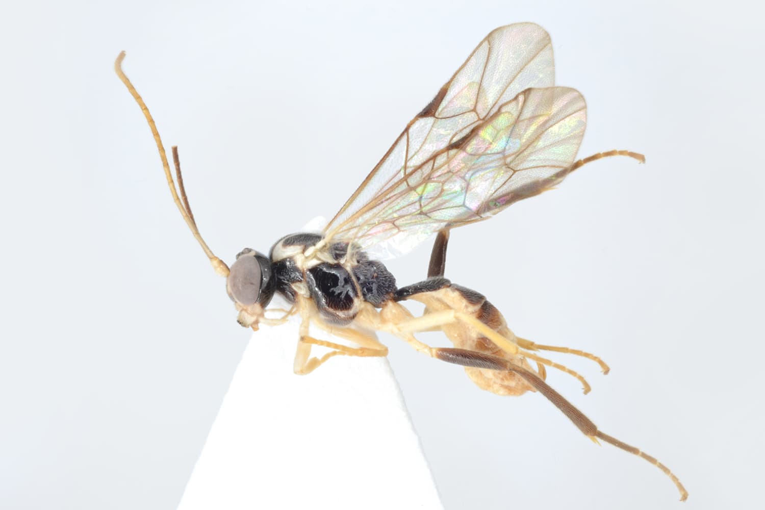 Lathiponus semiluctuosus
