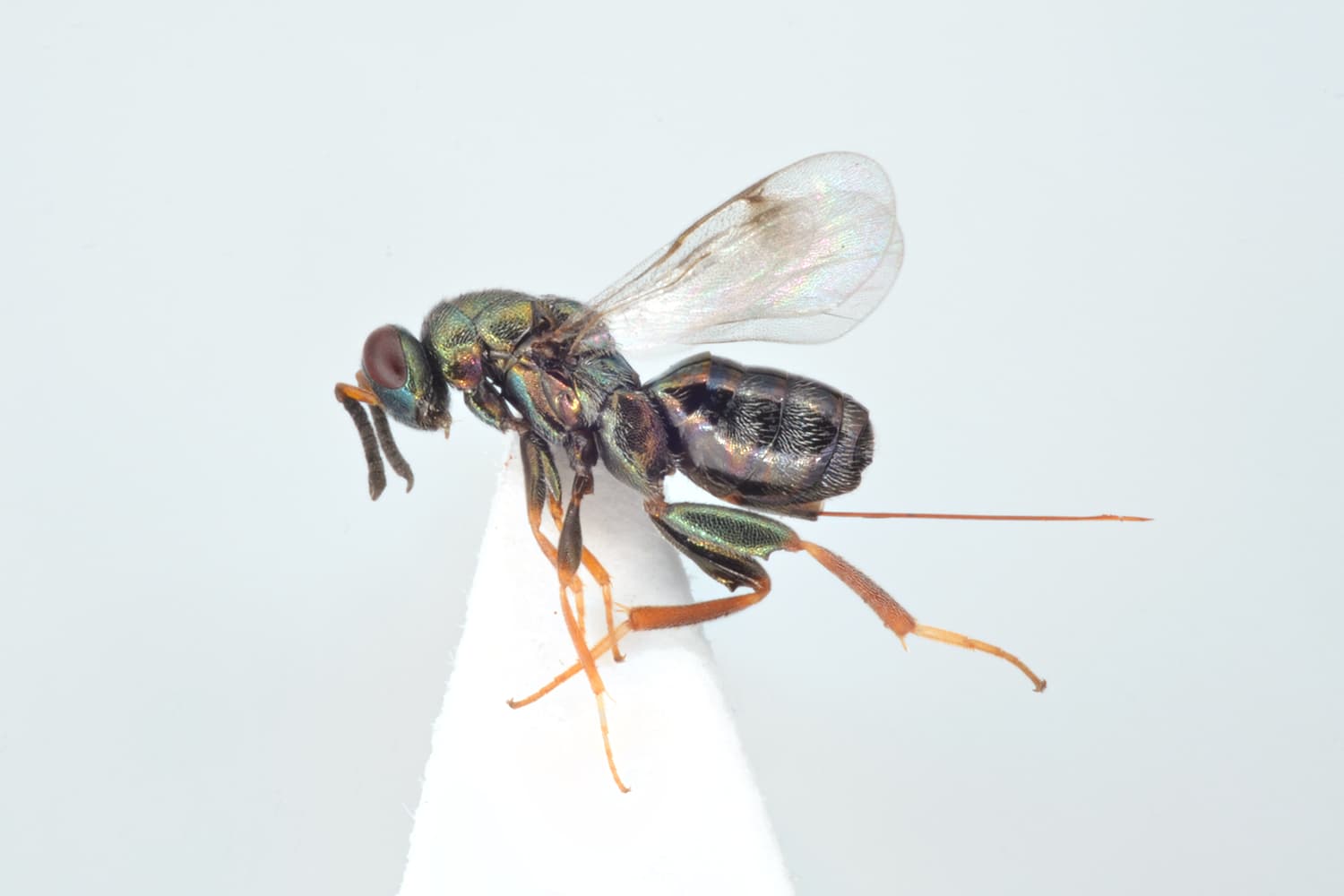 Monodontomerus obscurus