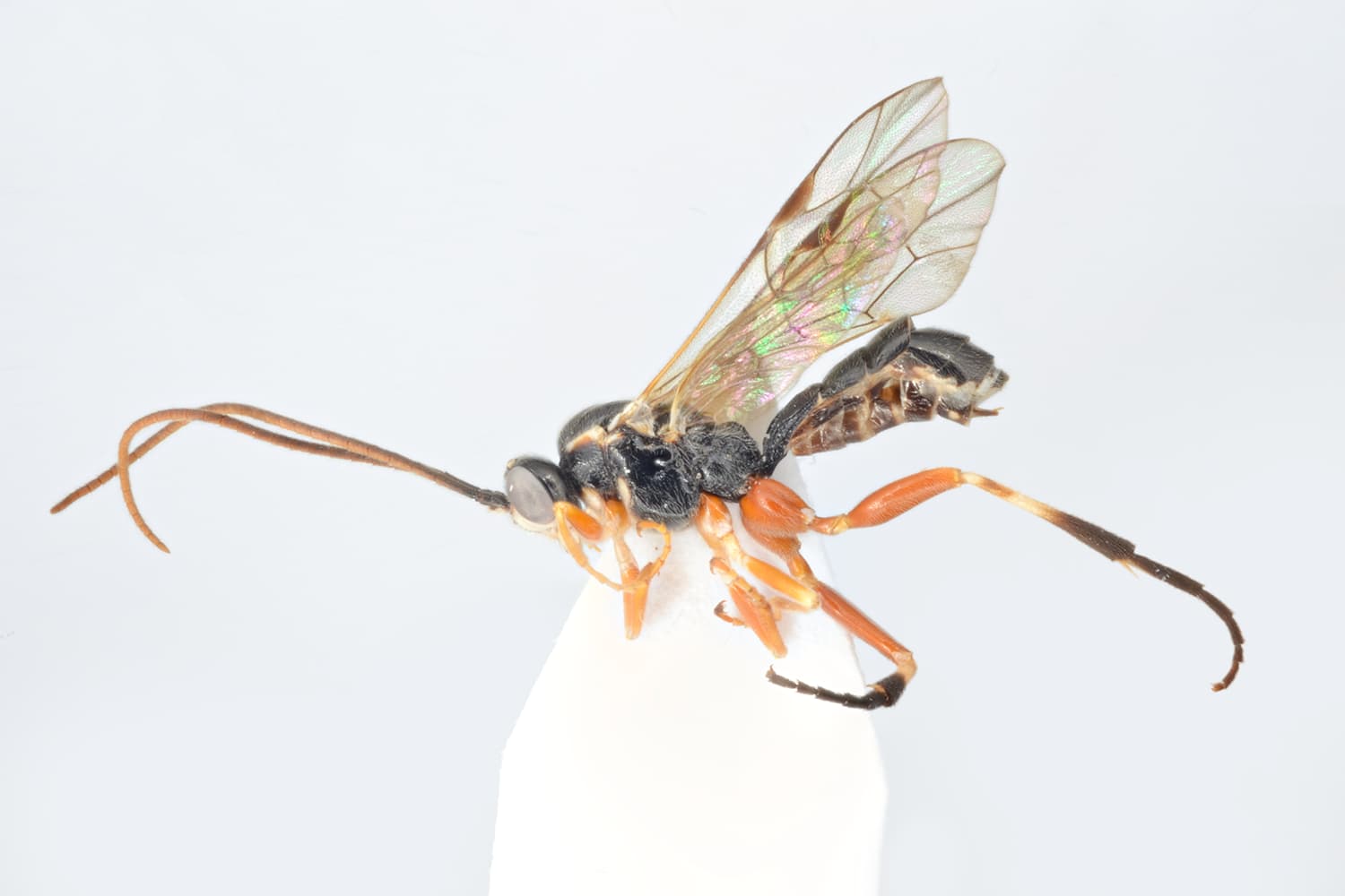 Synodites carinatus