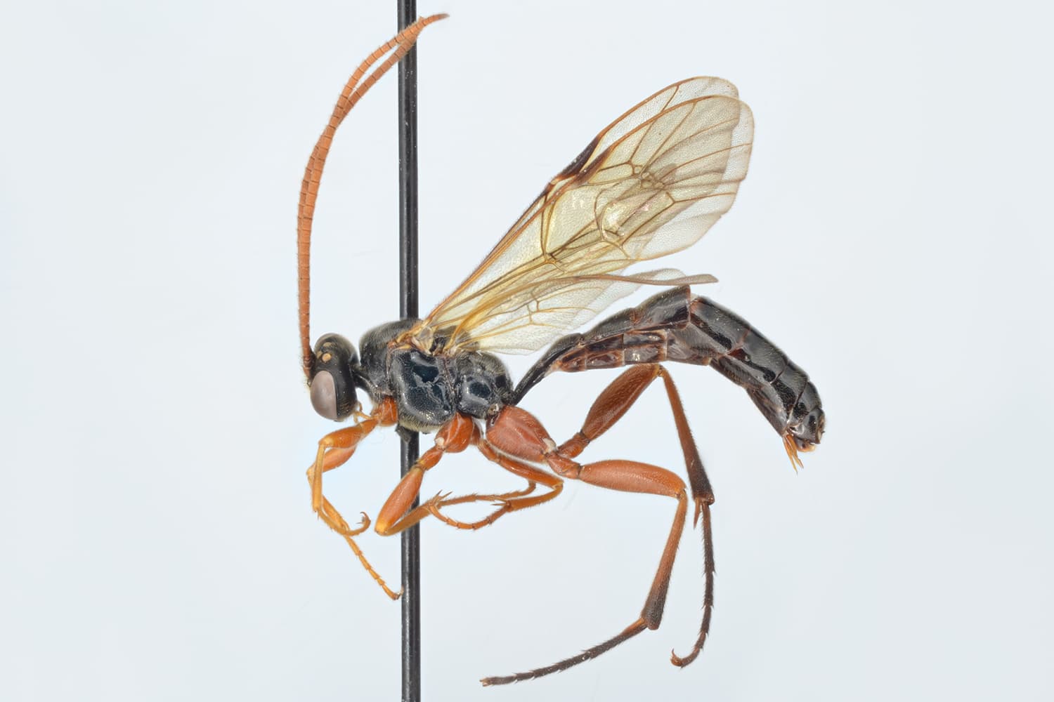 Xenoschesis ustulata